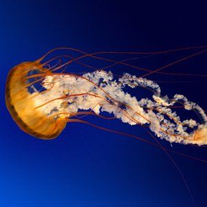 vintage  jellyfish